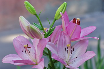 Fototapeta premium Flower and buds of an Asian pink lilium close up