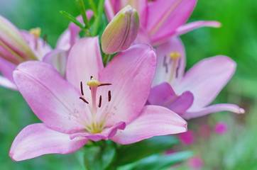 Fototapeta na wymiar Flower and buds of an Asian pink lilium close up
