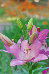 Flower and buds of an Asian pink lilium close up
