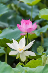 lotus flower plants with green leaves in lake