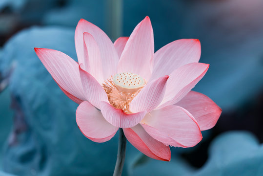 Fototapeta lotus flower plants with green leaves in lake