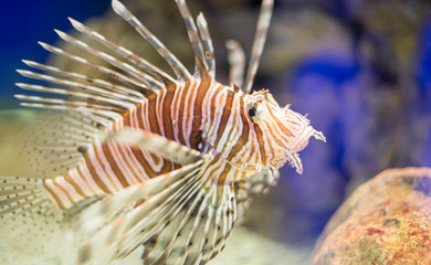 Venomous, Pterois antennata, lionfish in the interior of the sea next to a coral reef, dangerous fish