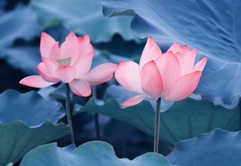 lotus flower plants with green leaves in lake