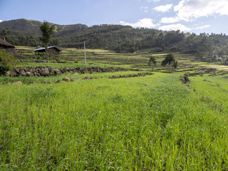 Mountain cultivated agricultural land, Ethiopia