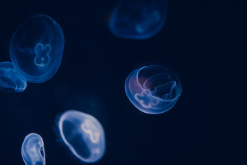 Medusa, luminescent group of jellyfish swimming in the bottom of the sea. gelatinous forms