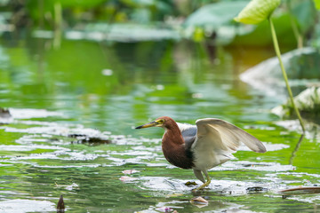 Chinese pond heron (Ardeola bacchus) on lotus leaves in pond