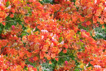 Colorful red flowers of Flam-boyant, The Flame tree, Royal poinciana (Delonix Regia (Hook.) Raf) are blooming on the branches of tree in nature park 