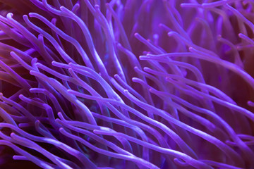 Naklejka na ściany i meble purple corals moving under ther sea background and texture. underwater marine aquarium.