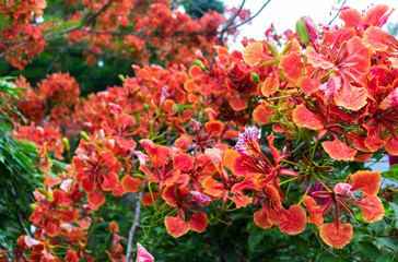 Colorful red flowers of Flam-boyant, The Flame tree, Royal poinciana (Delonix Regia (Hook.) Raf) are blooming on the branches of tree in nature park 