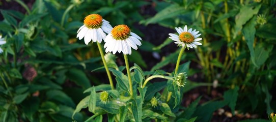 Fototapeta premium White Cone Flowers Echinacea