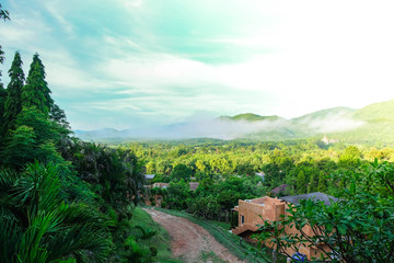 Green forest with big mountains