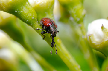 tiny nice colored beetle bug