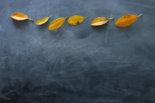 Empty blackboard background with outumn leaves. top view