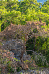 Fototapety na wymiar - Fototapeta24.pl