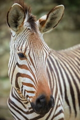 Fototapeta na wymiar close up of a zebra