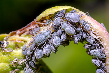 Tiny adults and young aphids