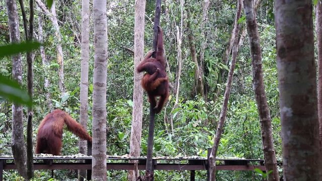 Tanjung Puting National Park, Borneo, Indonesia: mother, baby and a male orangutan on the stage during the afternoon feeding at the first station of the park