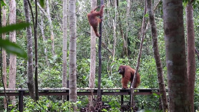 Tanjung Puting National Park, Borneo, Indonesia: a baby and a male orangutan eating on the stage during the afternoon feeding at the first station of the park
