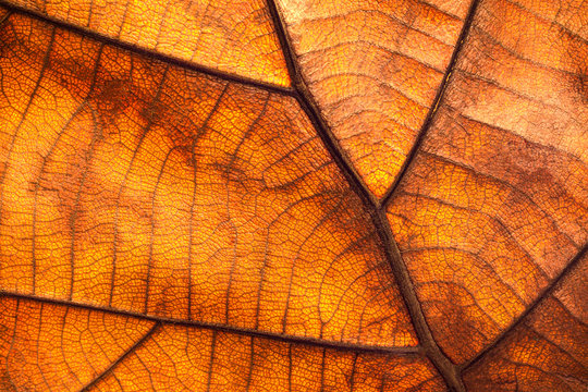Dry leaf texture and nature background. Surface of brown leaves material.