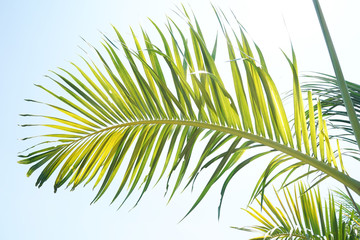 Obraz premium palm tree isolated on white background