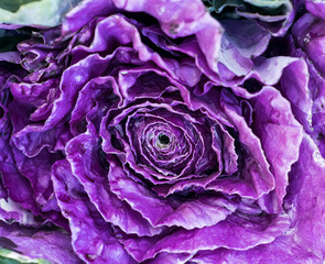 Obraz na płótnie Canvas Colorful of the Ornamental Cabbage, Brussels sprouts, Collard greens or Kale growing