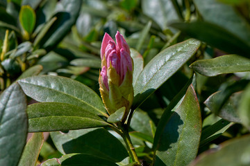 Rhododendron