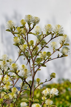 Fothergilla major