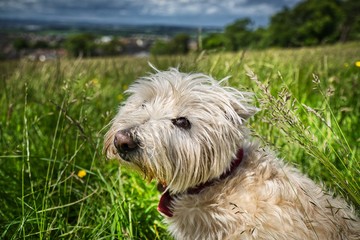 The Terrier