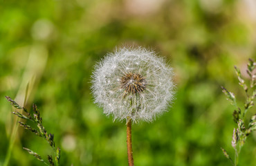 One white fluffy dandelion head with seeds on a beautiful blurred green background