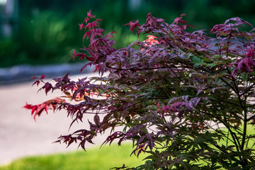 leaves on tree