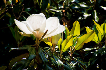 Magnolia grandiflora. Southern magnolia or bull bay. Tree with big white flower. © Ludmila