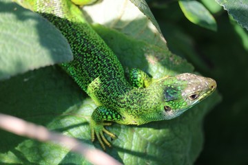 Caméléon