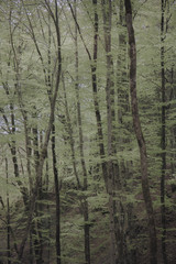 vertical background of birch trees, dark moody forest