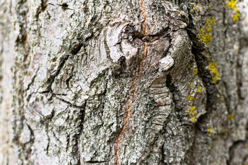 Wood texture