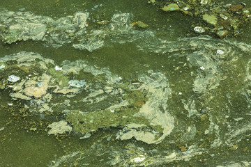 Dirty wave with old dirty algae. Dirty seaweed sea surf lines in seaport. Dirty sea, environmental...