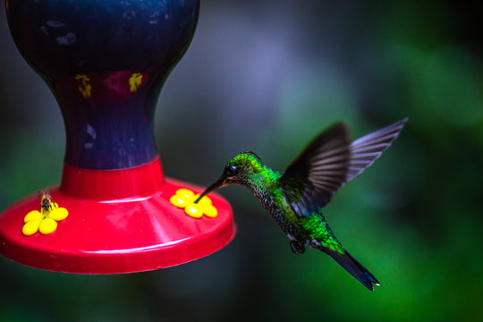 Colibris im Nationalpark in Monteverde, Costa Rica