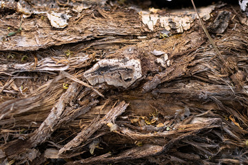 Wood texture