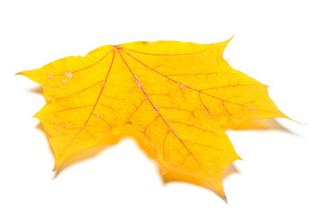 Yellow autumn maple leaf