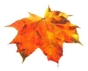 Multicolor autumn maple-leaf