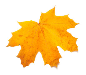 Autumn yellow maple leaf isolated