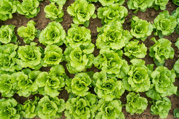 lettuce vegetable salad growing in rural farmland