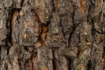 Wood texture