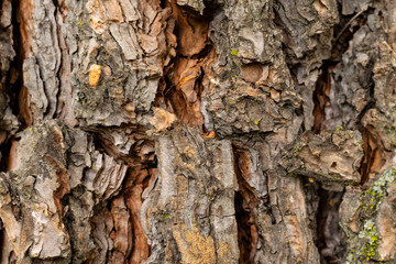 Wood texture