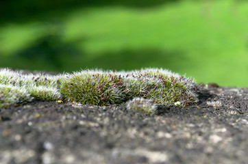 Silver moss grows on the stone surface with green blurred background. Moss closeup, macro.