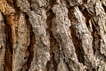 Wood texture