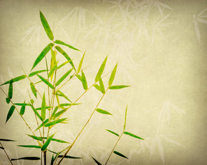 bamboo on old paper background