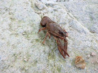 crab on the beach