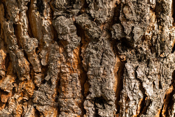 Wood texture