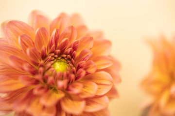 Close up of beautiful orange pink yellow flower with copy space for text using as background natural plants landscape, ecology wallpaper concept.