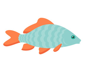 Little carp fish illustration. One single animal, side view, close up. Handdrawn graphic drawing on white background.